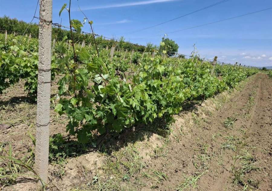 Orchard in Rosoman - 1