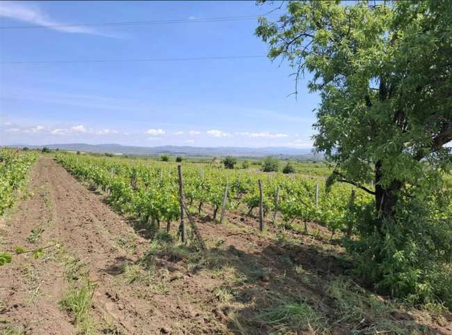 Orchard in Rosoman - 3