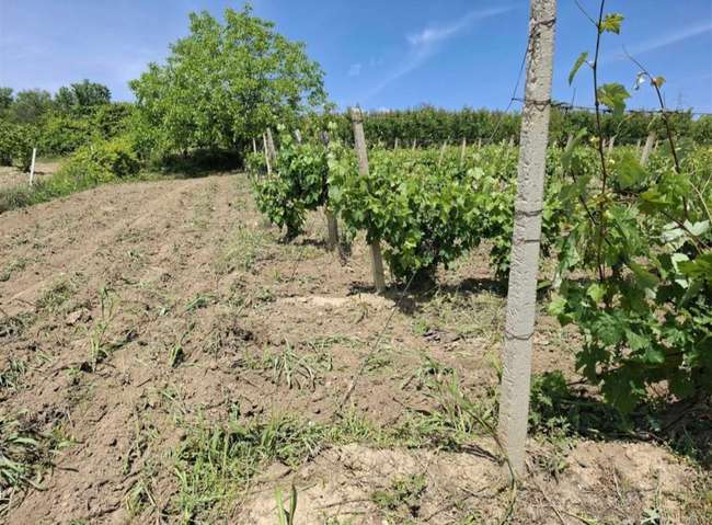 Orchard in Rosoman - 2
